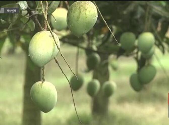 রংপুরকে ব্র্যান্ডিং করছে হাঁড়িভাঙ্গা আম
