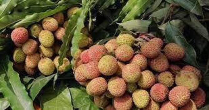 বাগান খালি বাজারেও নেই লিচু, দাম বেড়ে দ্বিগুণ