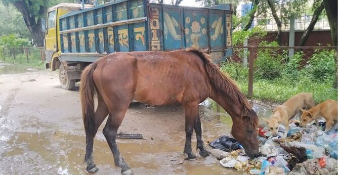 না খেয়ে নয়, অযত্নে মারা যাচ্ছে সৈকতের বিনোদন অনুষঙ্গ ঘোড়া