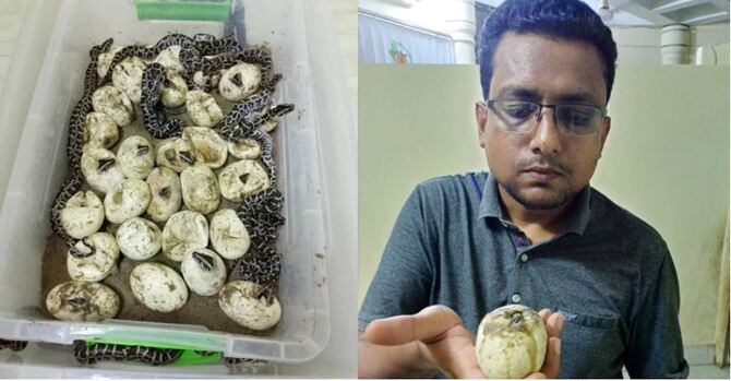 চট্টগ্রাম চিড়িয়াখানায় ইনকিউবেটরে ২৮ অজগরের জন্ম