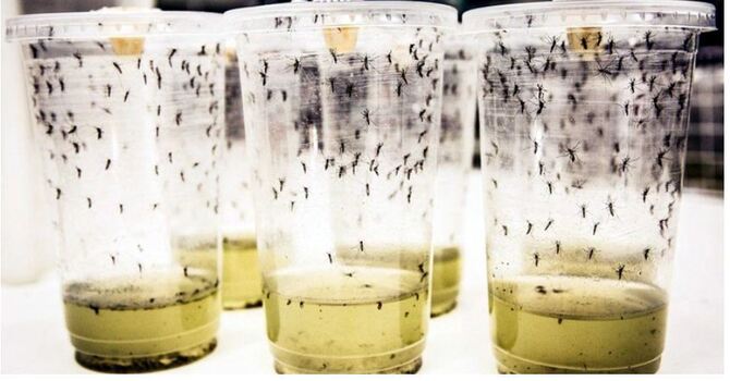 ‘বিস্ময়কর ব্যাকটেরিয়ায়’ ডেঙ্গুর প্রকোপ কমবে ৭৭ শতাংশ