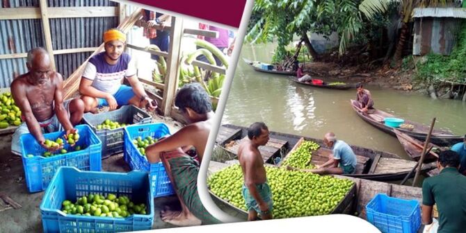 সারাদেশে কদর বেড়েছে ঝালকাঠির লেবুর