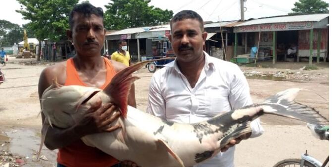 বাঘাইড়টির ওজন ২৫ কেজি