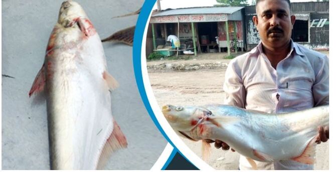 পদ্মায় ধরা পড়ল বিরল ঢাই মাছ, সাড়ে ২২ হাজারে বিক্রি