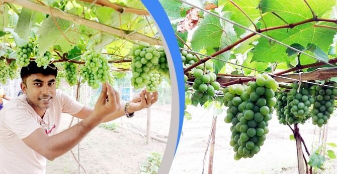 ঝিনাইদহে মিষ্টি আঙুর চাষে সফল আব্দুর রশিদ