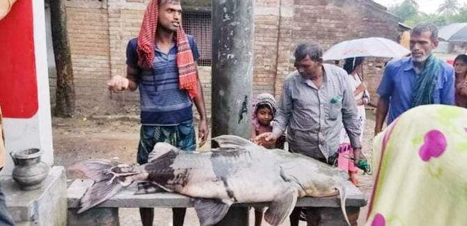 পদ্মায় ধরা পড়ল ৭১ কেজি ওজনের বাঘাইড়