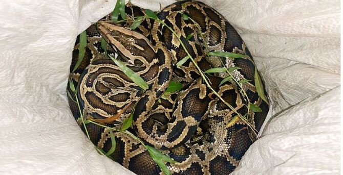 শ্রীমঙ্গলের সড়কে ১২ ফুট লম্বা অজগর