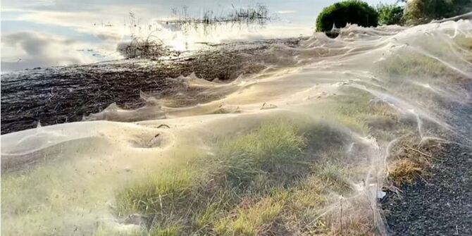 গ্রাম ঢেকে গেল মাকড়সার জালে!