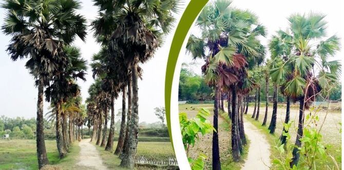 তালগাছের গ্রাম সাতঘরিয়া