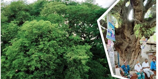 শতবর্ষী তেঁতুল গাছকে ঘিরে শত গল্প