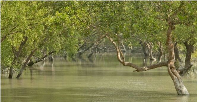 সুন্দরবনে বাগদা পোনা আহরণের সময় ৫ জেলে আটক