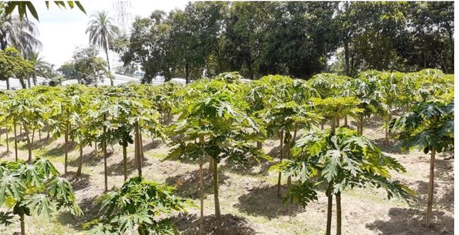 সুইট লেডি পেঁপে চাষ করে বাজিমাত করলেন মিল্লাদ তালুকদার