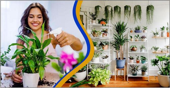 ইনডোর প্লান্টে কতটুকু আলো ও পানি দেওয়া দরকার?