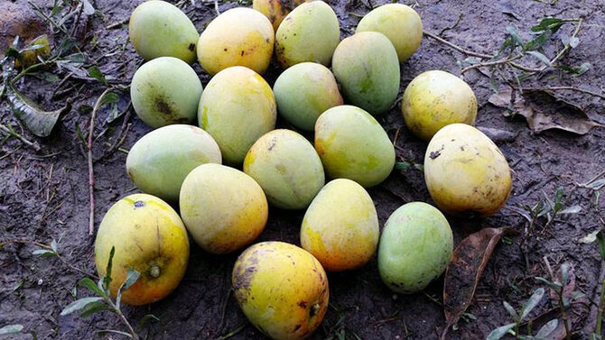 যে কারণে সরানো হলো বানেশ্বর আমের হাট