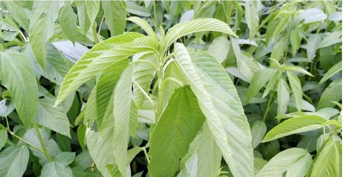 পাট চাষে ঝুঁকছেন চারঘাটের কৃষকরা