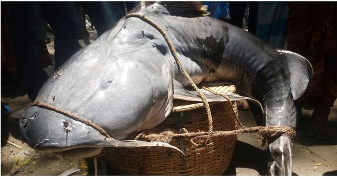 ৫২ কেজির বাঘাইড়, বিক্রি হলো অর্ধলাখে