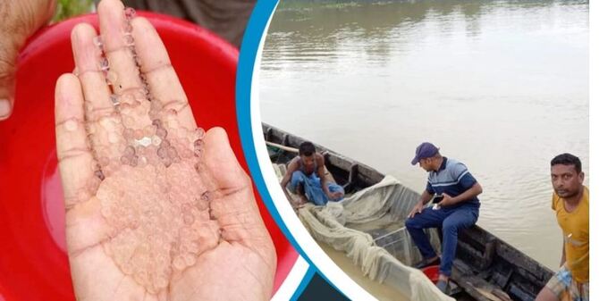 হালদায় দ্বিতীয় দফায়ও অল্প ডিম ছেড়েছে মা মাছ