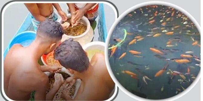 লাভজনক হওয়ায় বাড়ছে রঙিন মাছের চাষ