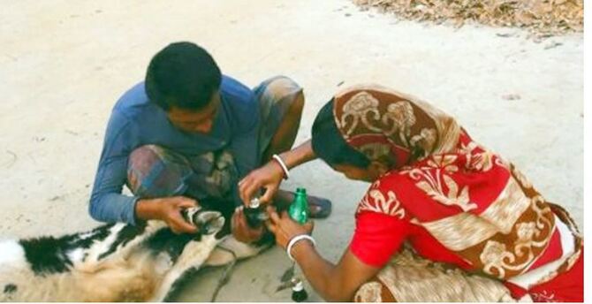 গবাদি পশুর ক্ষুরা রোগ হলে প্রতিকার করবেন যেভাবে