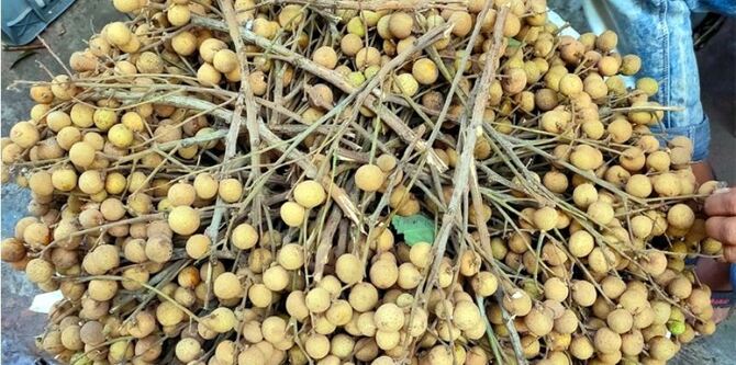 আঁশফল বা কাঠলিচু খুবই সুস্বাদু ফল