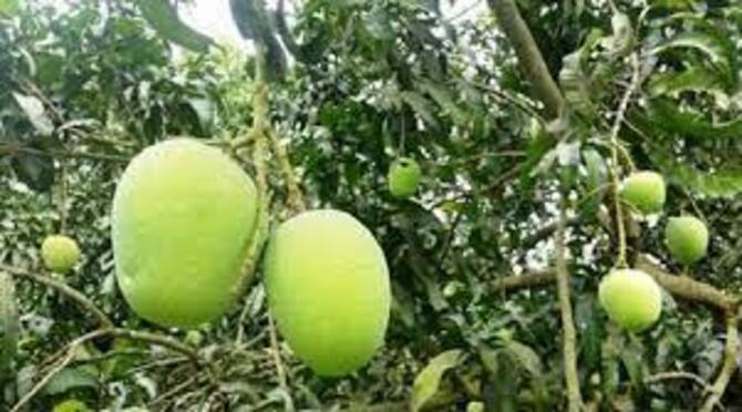 কদর বাড়ছে নওগাঁর আমের