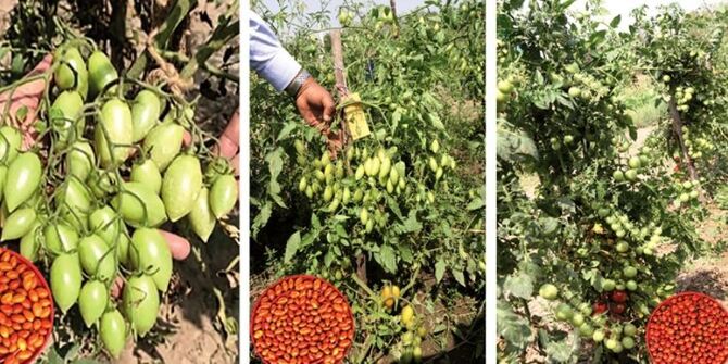 দেশি জাতের চেরি টমেটো উদ্ভাবন