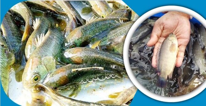 বাণিজ্যিকভাবে থাই কৈ মাছ চাষ করার পদ্ধতি