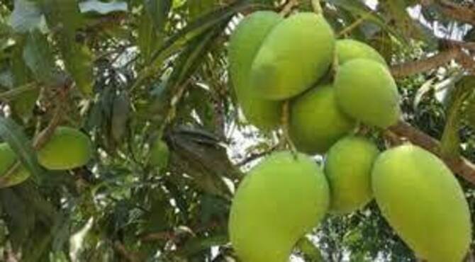 এক বাড়িতে ১৫ জাতের আম