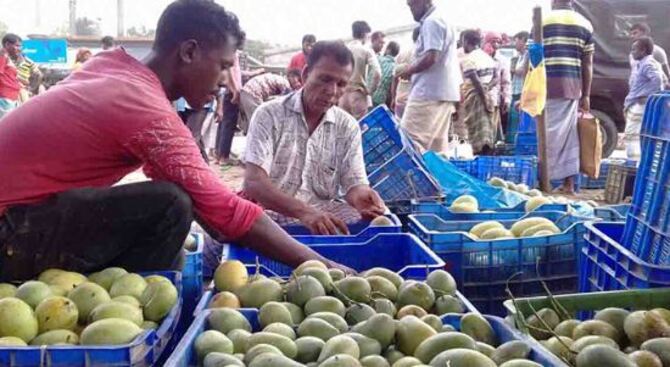 নওগাঁর বাজারে আমের ছড়াছড়ি, নেই ক্রেতা