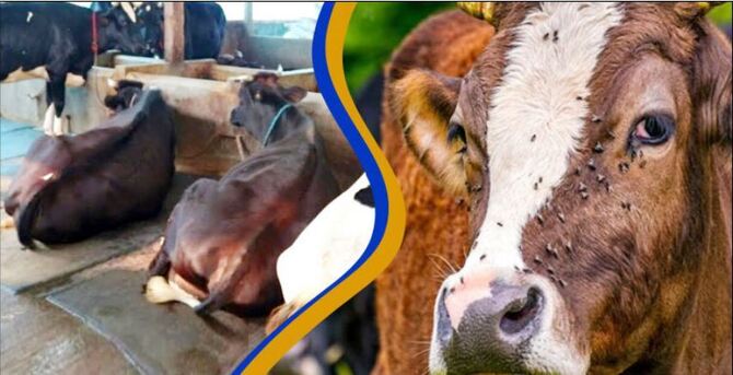 যেভাবে গবাদি পশুর খামার মাছিমুক্ত রাখবেন