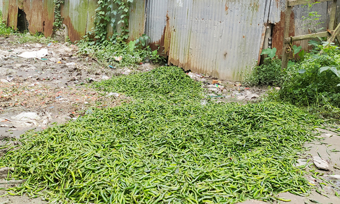 মরিচের কেজি ৩ টাকা!