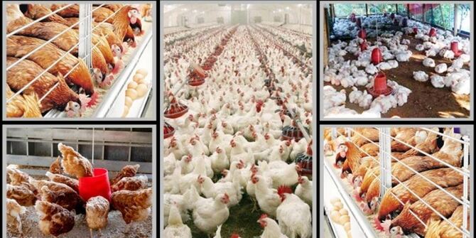 বর্ষাকালে পোলট্রি খামারের যত্ন নেবেন যেভাবে