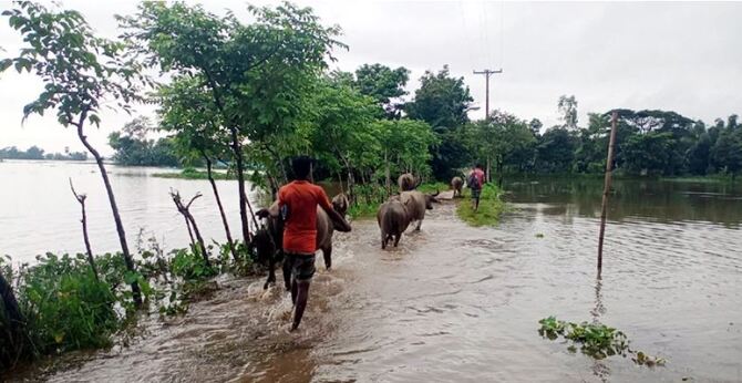 পাহাড়ি ঢলে গবাদি পশু নিয়ে বিপাকে সীমান্ত এলাকার মানুষ