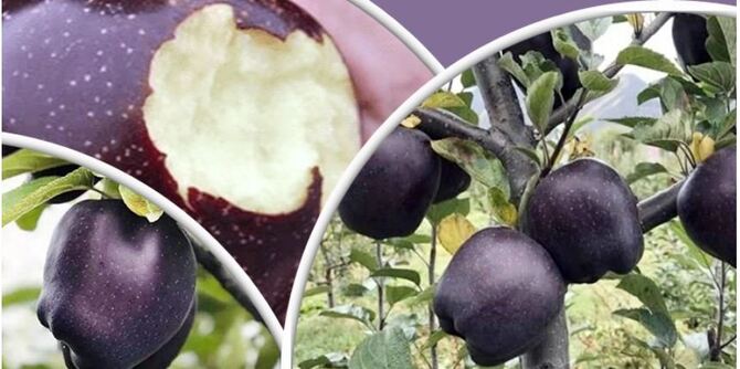 ব্ল্যাক ডায়মন্ড আপেল, একটির দাম ১৬০০ টাকা!