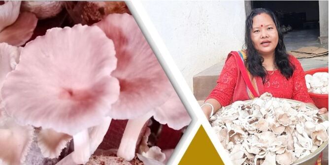 মাশরুম চাষে সফল নিপু ত্রিপুরা