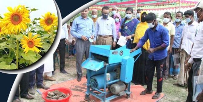 প্রযুক্তির ব্যবহারে যেভাবে সূর্যমুখী চাষে বেশি লাভ হচ্ছে