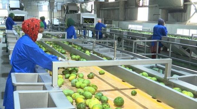 গুটি আমেও লাভবান চাষিরা