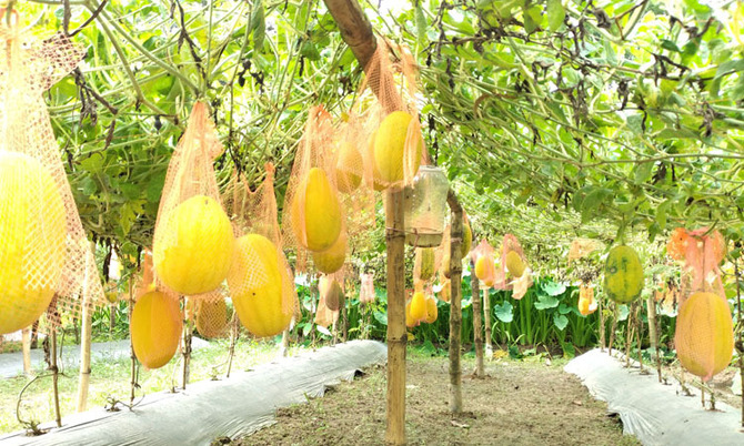 বিষমুক্ত ফসল চাষে পিছিয়ে নেই ক্ষুদ্র নৃগোষ্ঠী নারীরা