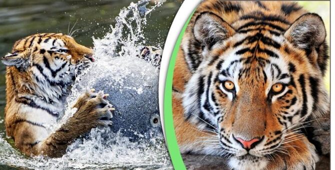 বাঘ কেন গুরুত্বপূর্ণ? জানুন বাঘ সম্পর্কিত অজানা তথ্য