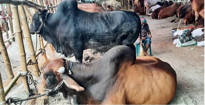 জেনে নিন গবাদিপশু কৃমিমুক্ত রাখার উপায়