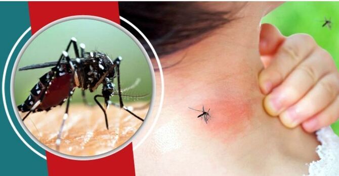 এডিস মশা কখন কামড়ায়, সতর্ক থাকবেন যেভাবে