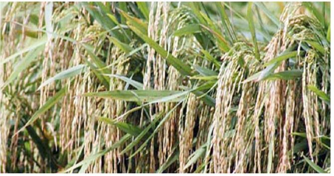 ব্রি হাইব্রিড-৭ জাতের আউশ ধানে বিঘায় ফলন ২৩ মণ