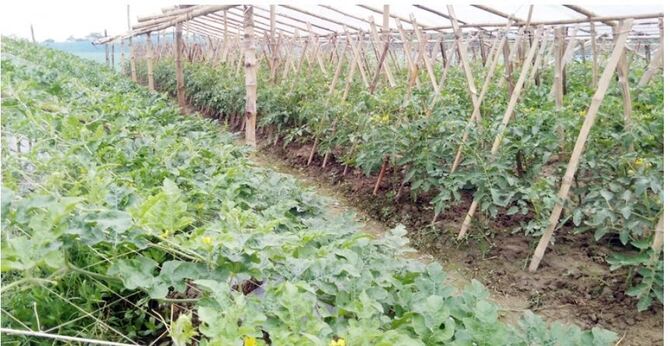 প্রতিকূল আবহাওয়া জয় করে ফসল ফলাচ্ছেন পটুয়াখালীর কৃষকরা