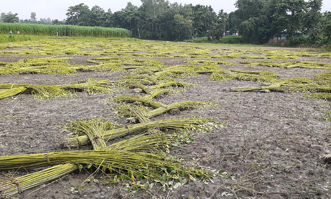ফুলবাড়ীতে পানি সংকট, পাট জাঁগাতে পারছেন না কৃষকরা