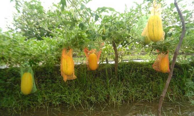 মোরেলগঞ্জে ‘মধুমালা’ তরমুজ চাষে সাফল্য