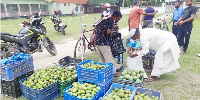 ঠাকুরগাঁওয়ে সূর্যাপুরী আমের কেজি ১০ টাকা