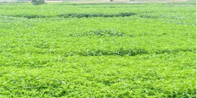 পাট নিয়ে স্বপ্ন দেখছেন নওগাঁর চাষিরা