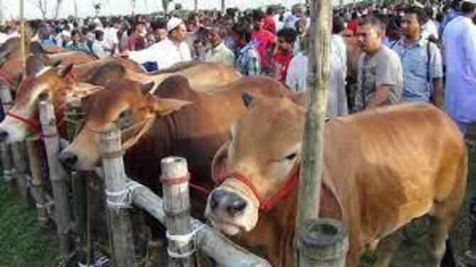 আড়াই লাখ টাকার গরুর দাম উঠেছে দেড় লাখ