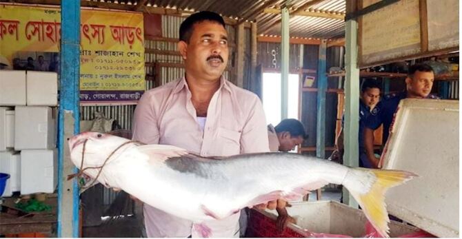 পদ্মার ১৫ কেজির পাঙ্গাস বিক্রি হলো সাড়ে ১৯ হাজারে
