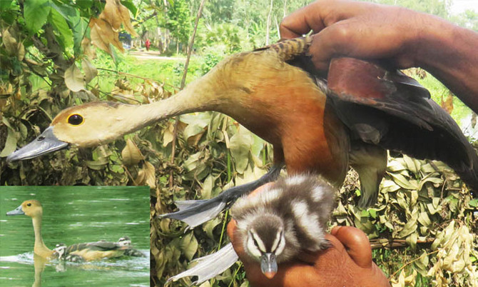 জীবন ফিরে পেল বালিহাঁস ও ৪ ছানা